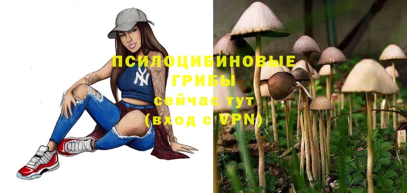 Псилоцибиновые грибы Psilocybe  Полярный 